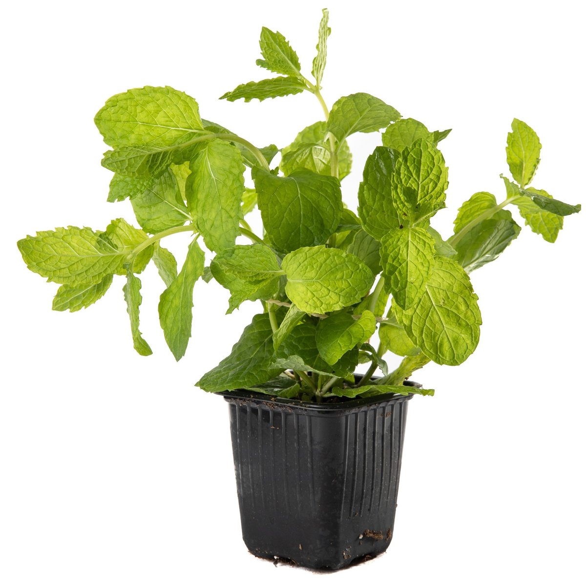 Rohlik.cz Máta v květináči