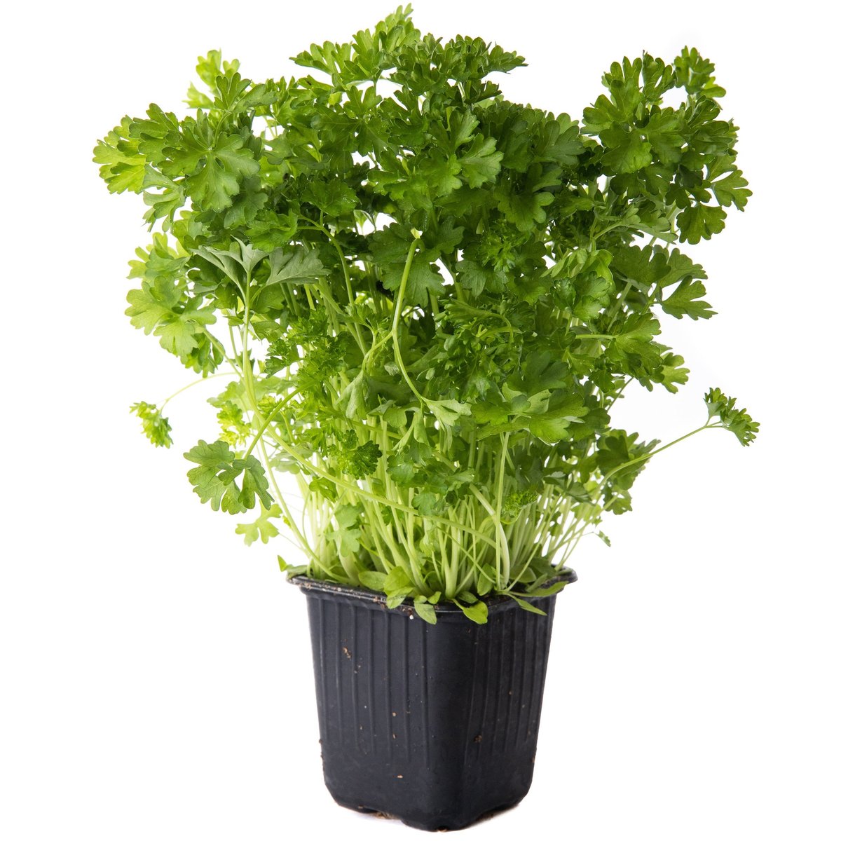 Rohlik.cz Petržel kudrnka v květináči