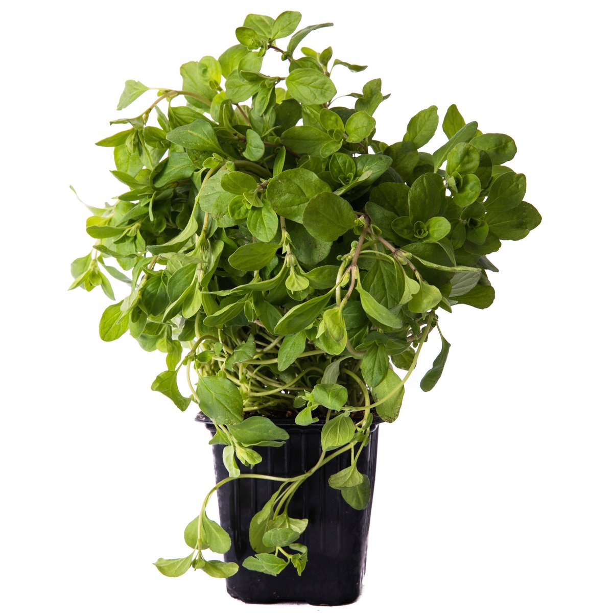 Rohlik.cz Oregano v květináči