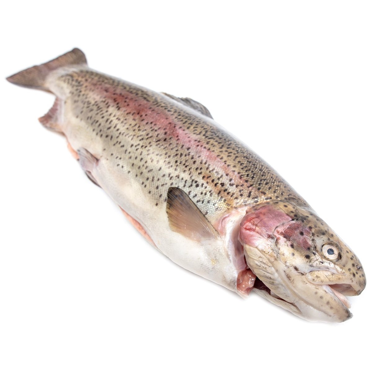 Pstruh lososovitý kuchaný