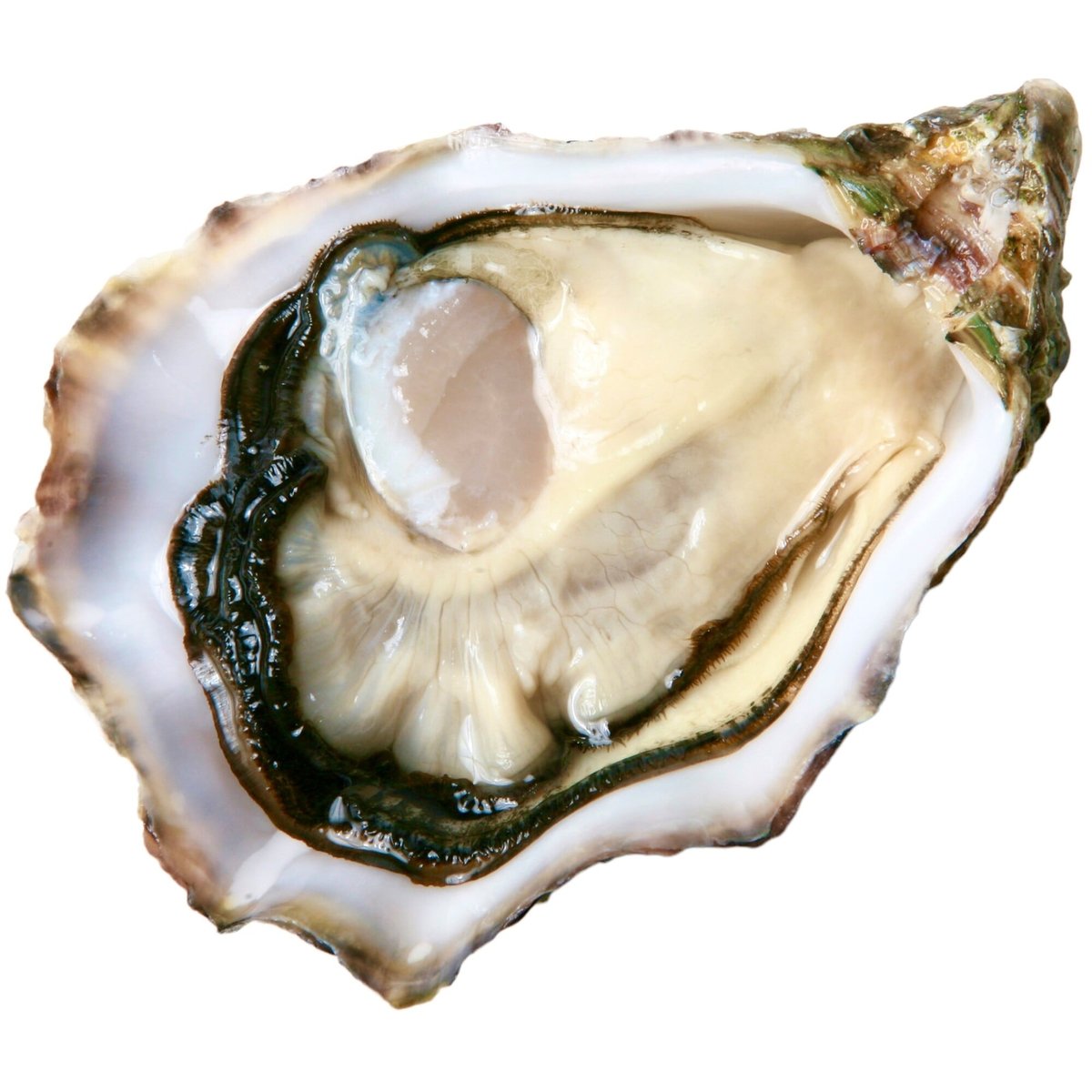 MSC Čerstvé ústřice, 6 ks