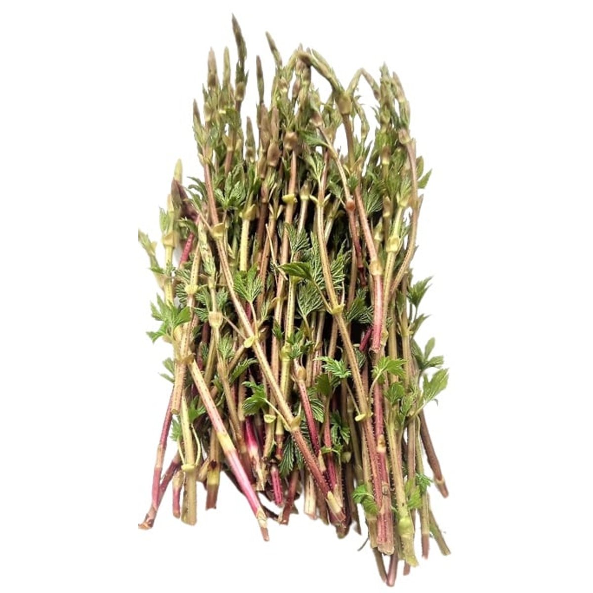 Chmel otáčivý - "chmelový chřest" (lat. Humulus lupulus), balení