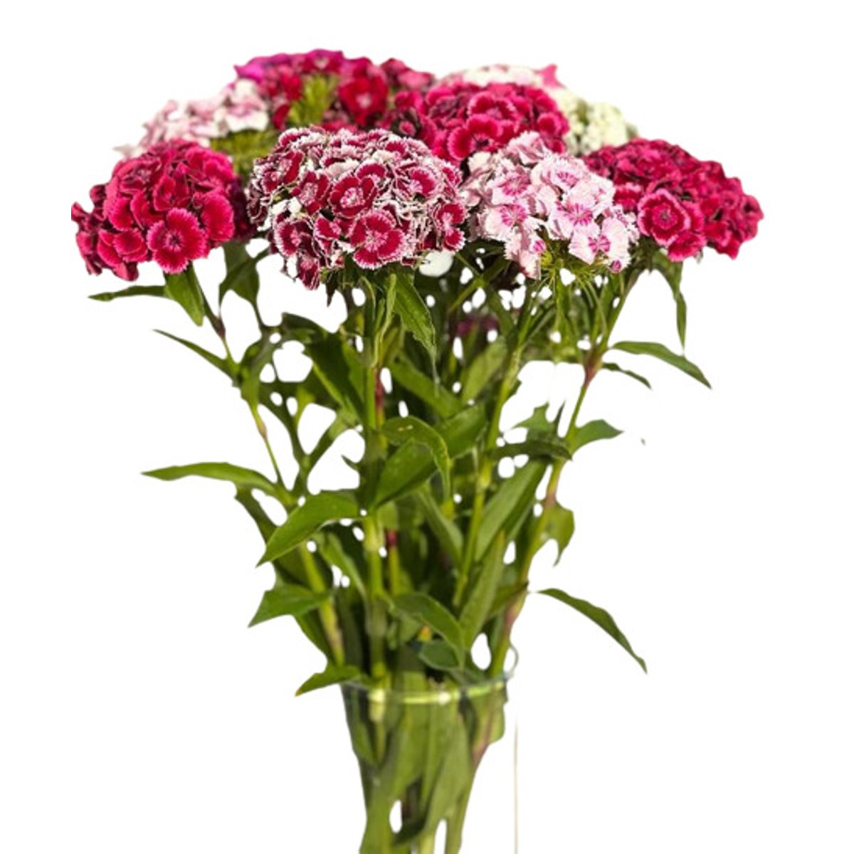 Prima kytky Hvozdíky, svazek