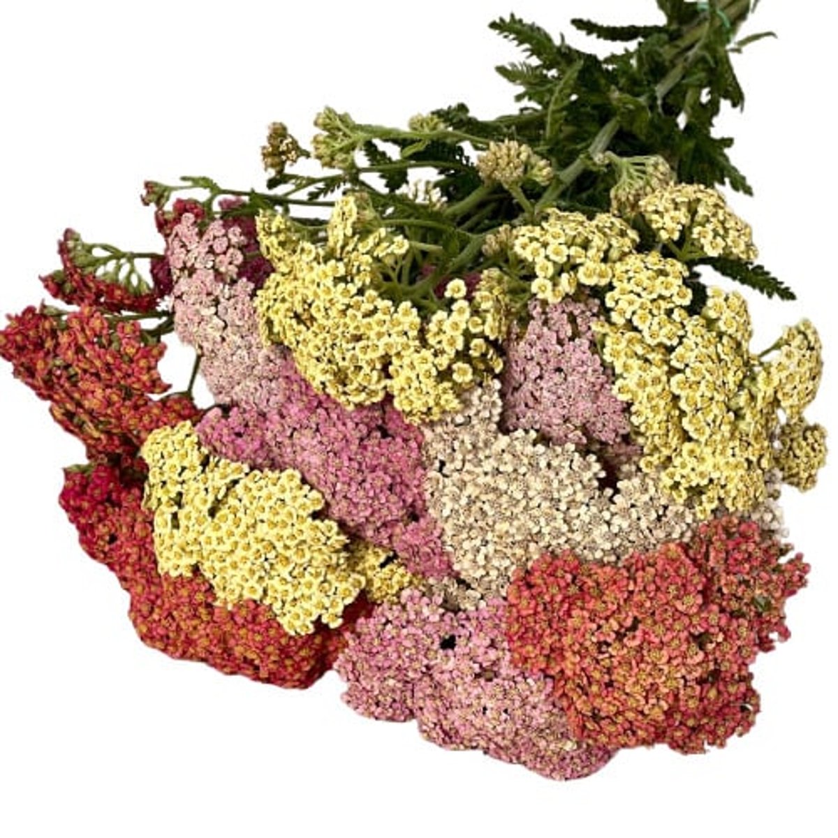 Prima kytky Řebříček, svazek