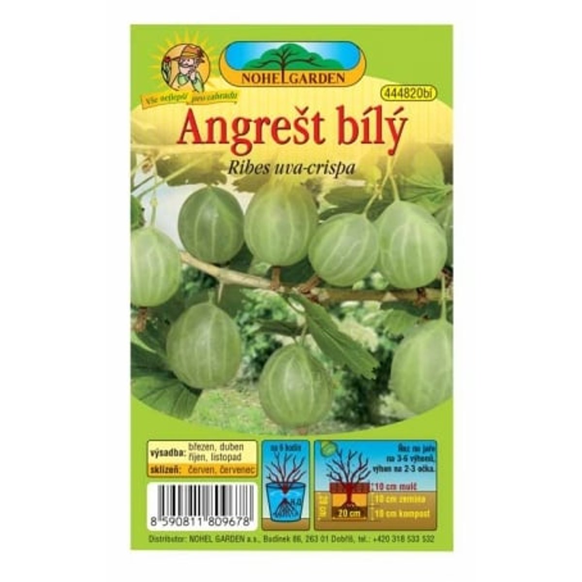 Angrešt bílý, 1 ks