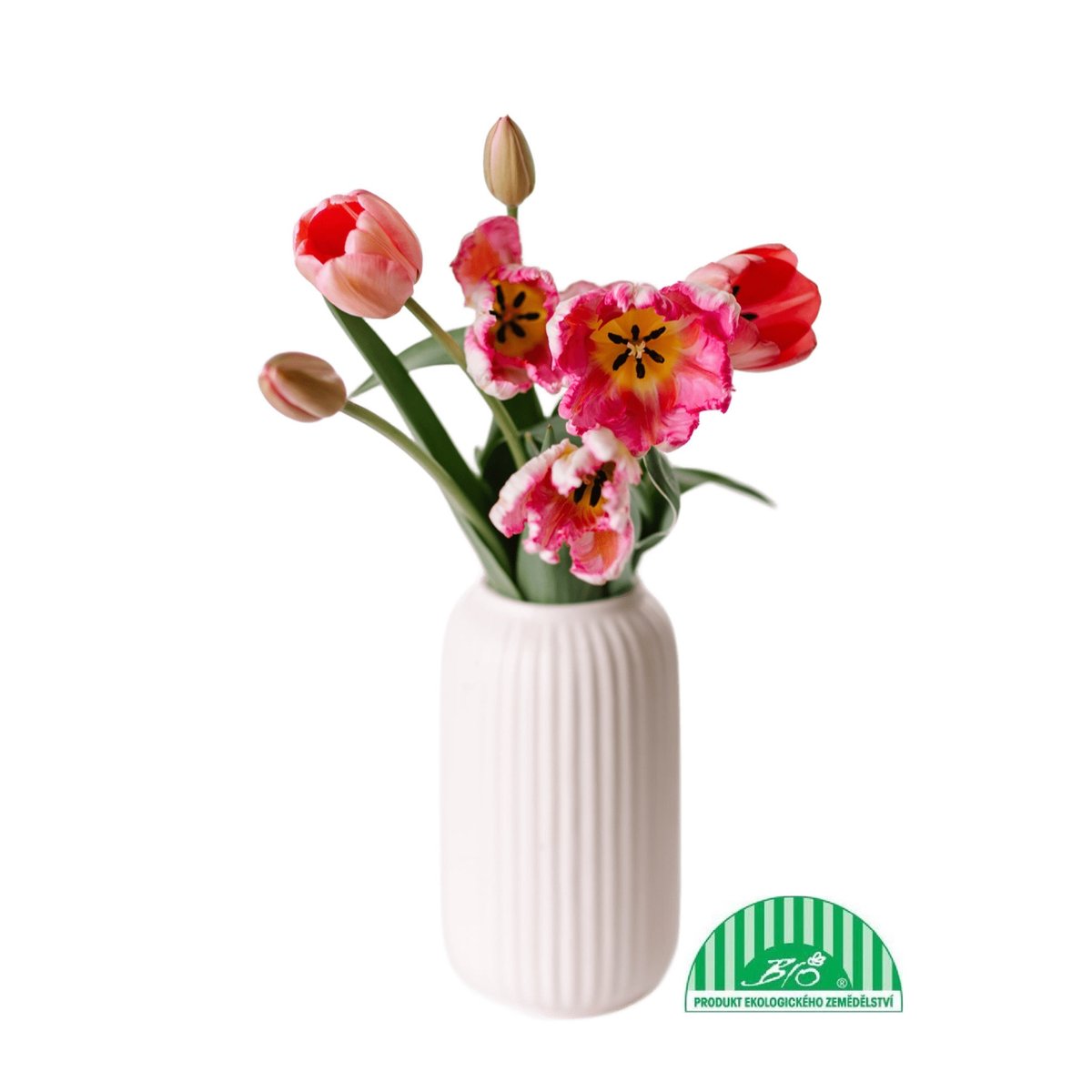 Vitenplant BIO Kytice tulipánů "Candy mix"