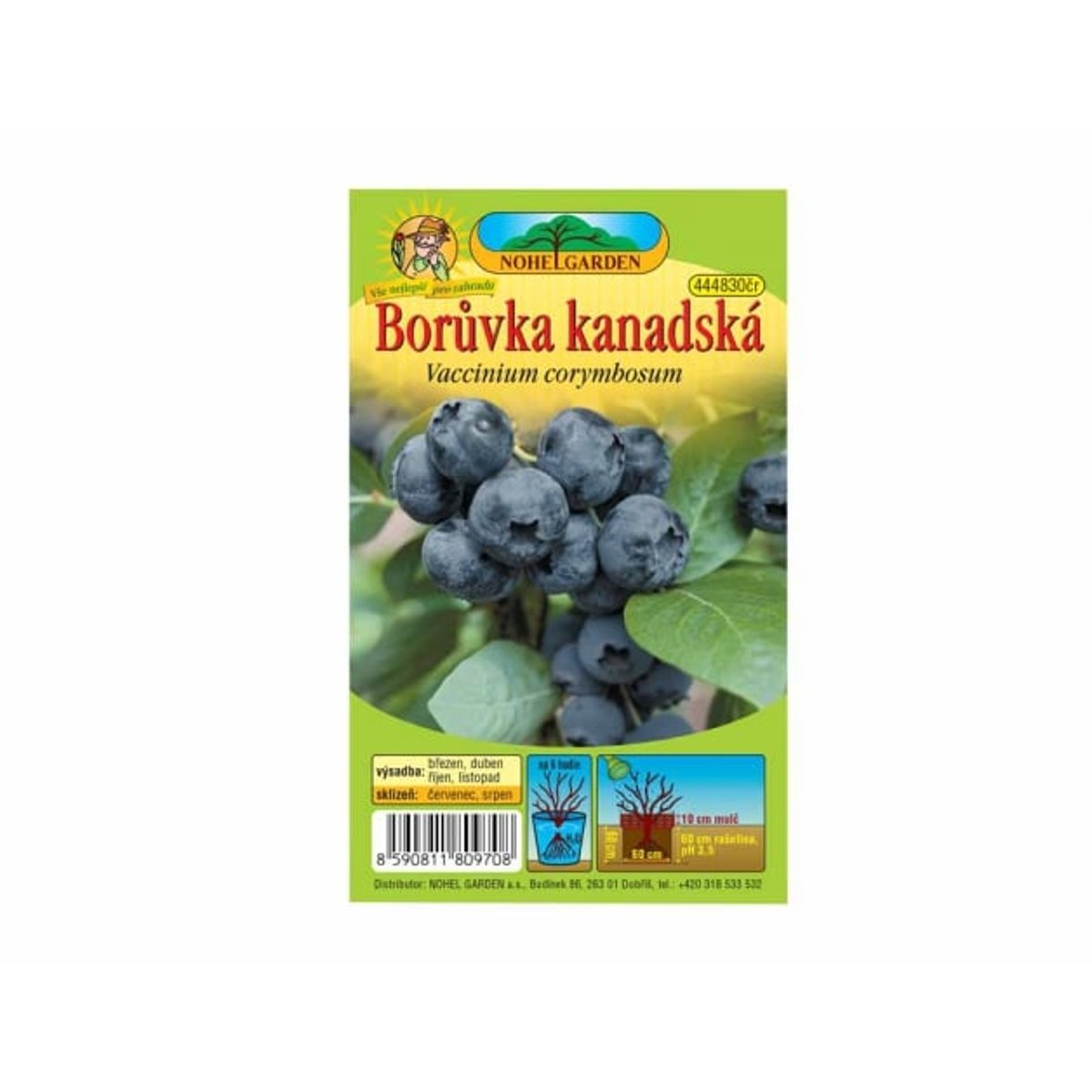 Borůvka kanadská, sazenice