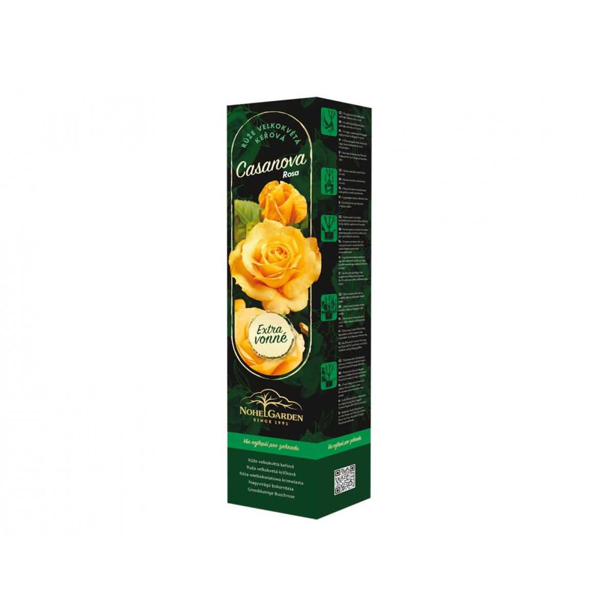 Růže velkokvětá keřová Fragrant Casanova, sazenice