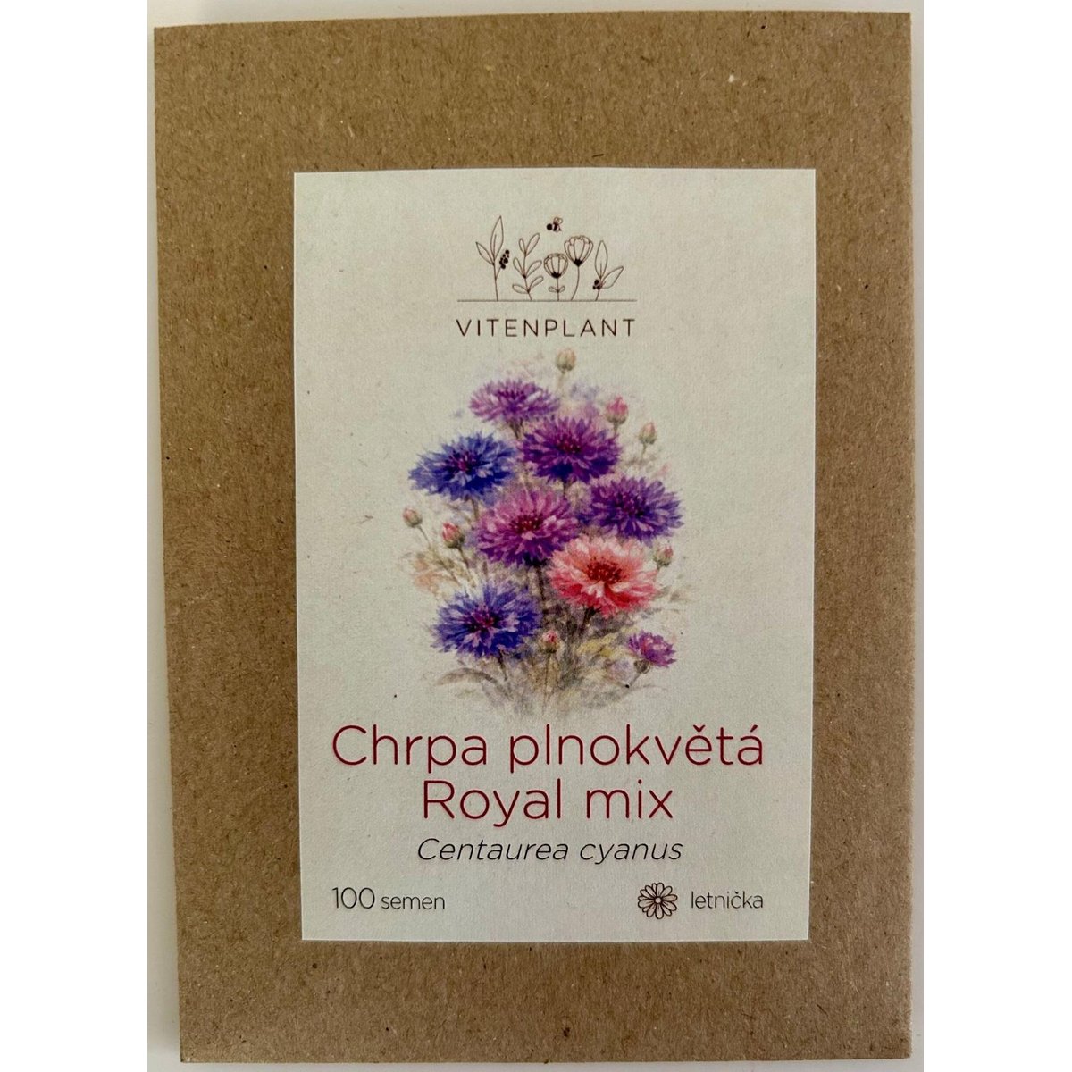 Vitenplant Chrpa velkokvětá, semínka