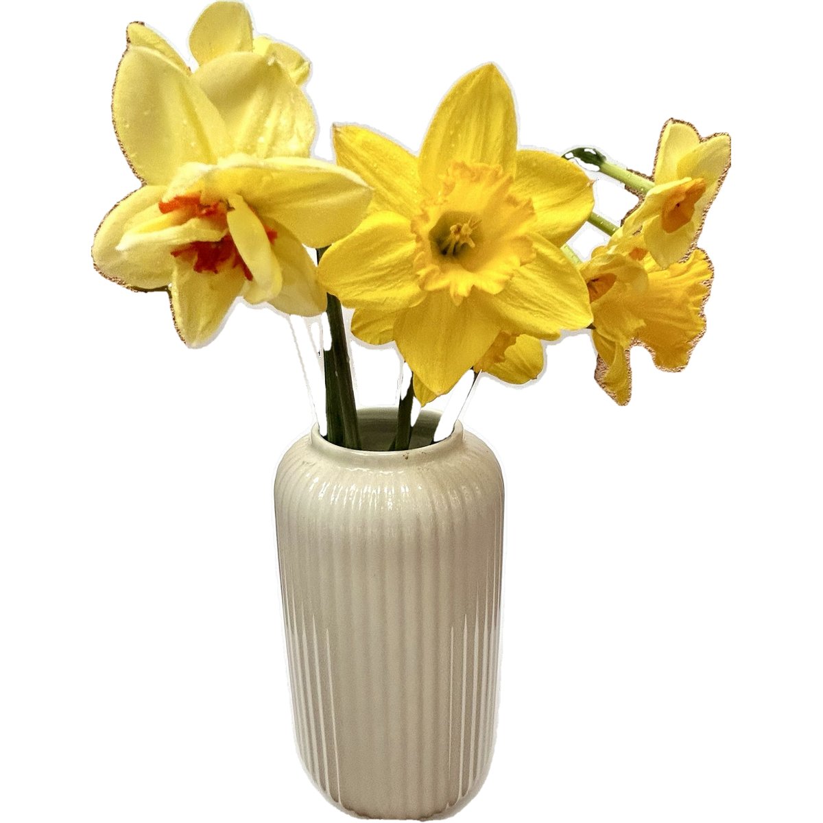 Vitenplant Narcisky plnokvěté 7 ks