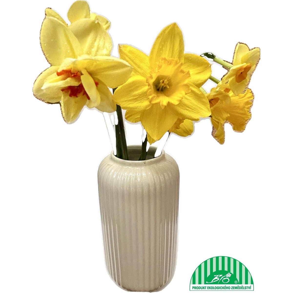 Vitenplant Narcisky plnokvěté 7 ks