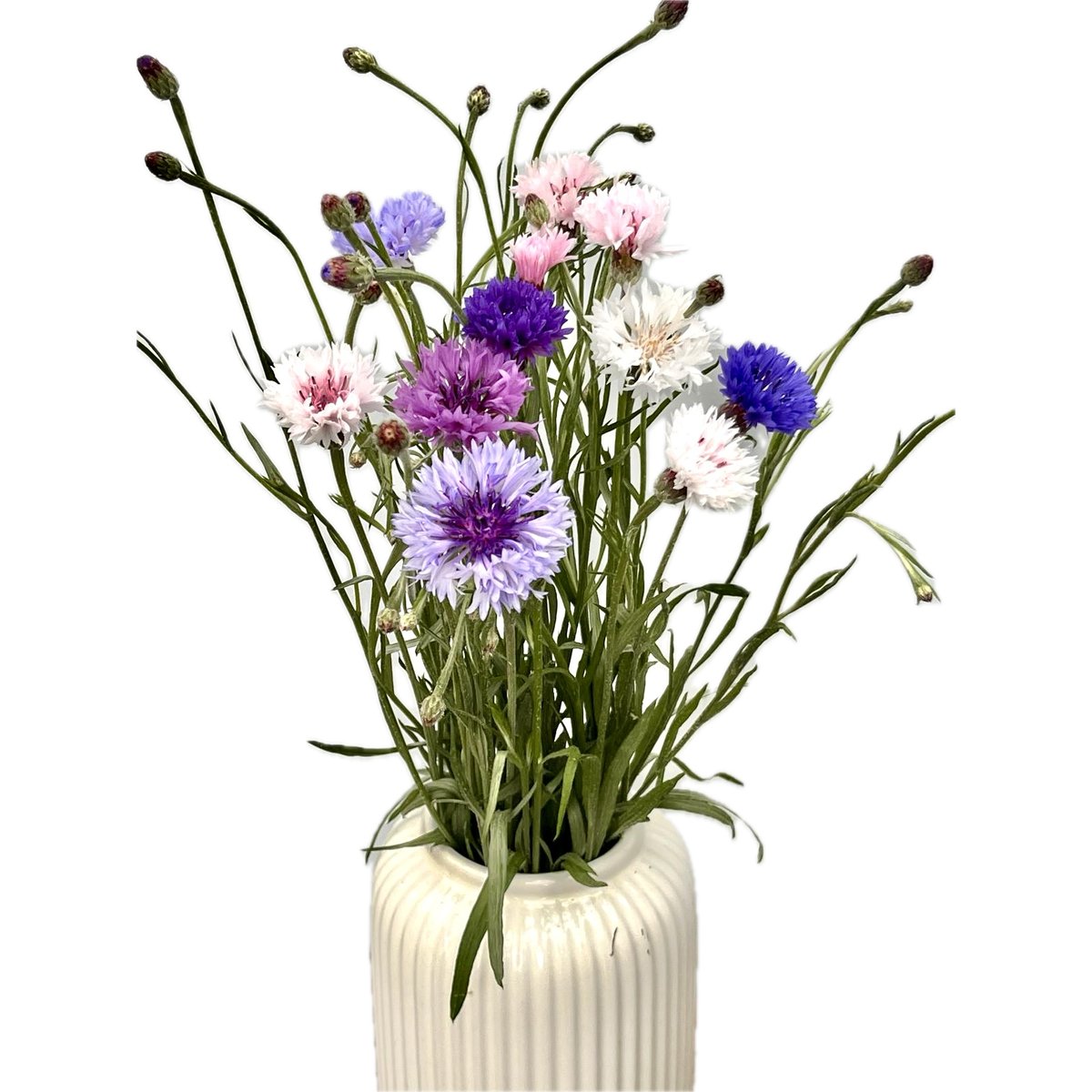 Vitenplant BIO Kytice chrpy Rainbow mix