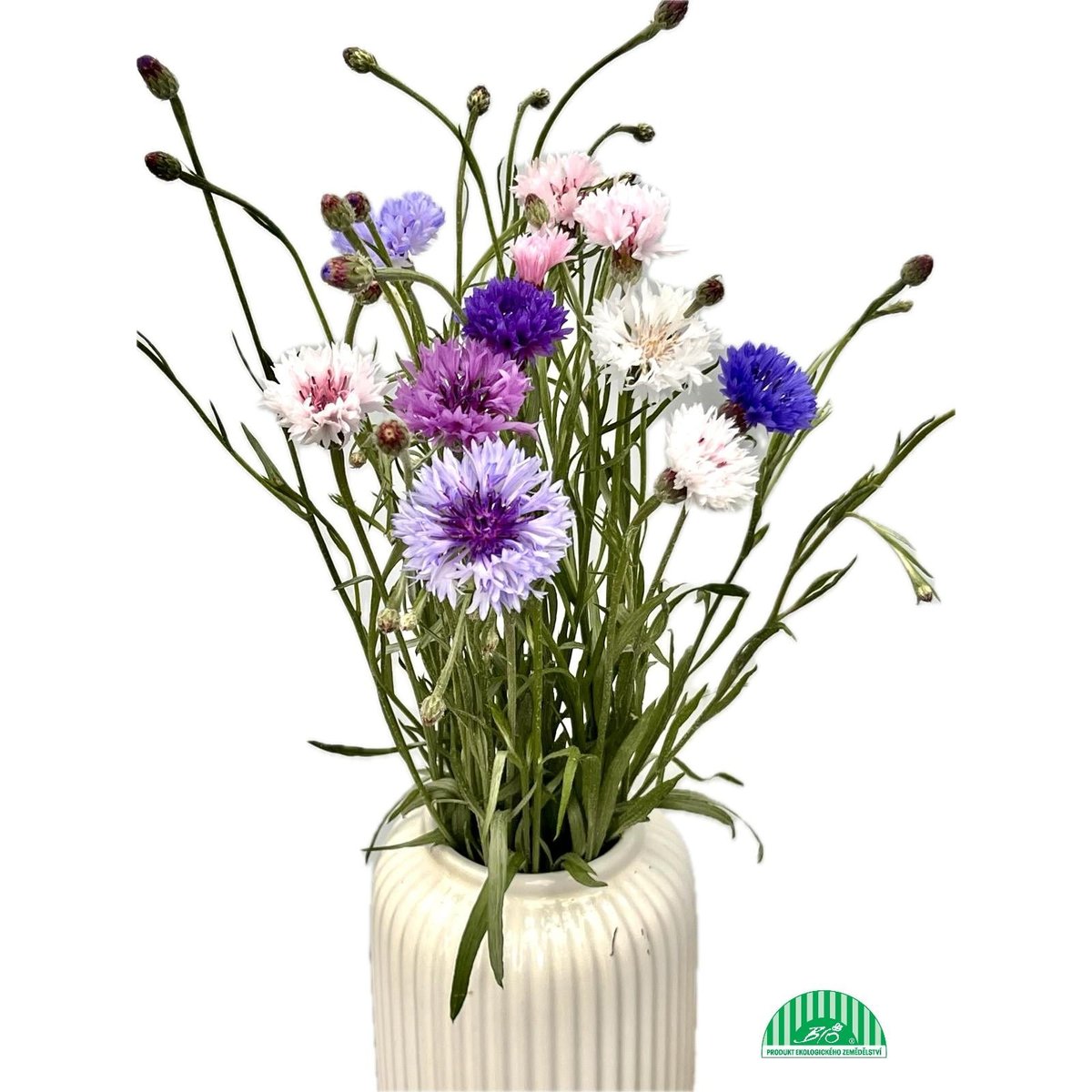 Vitenplant BIO Kytice chrpy Rainbow mix